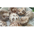 Seta en venta Deep White Flower Mushroom Agent